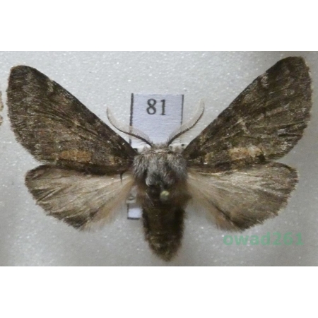 Gluphisia crenata (Esper, 1785) male Slovakia81